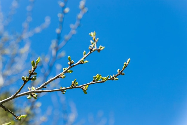 First buds on trees in early spring on blue sky background fresh green foliagenature wakes upfirst l