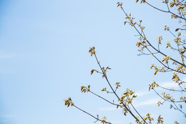 First buds on trees in early spring on blue sky background fresh green foliagenature wakes upfirst l