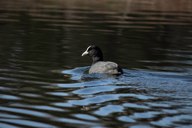 the first days of spring ducks swim in the lake on a sunny day