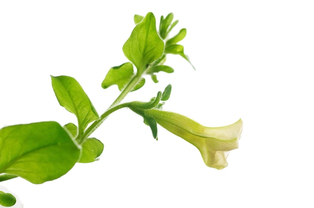 First flower of petunia pendula isolated over white background, design element for border of a page