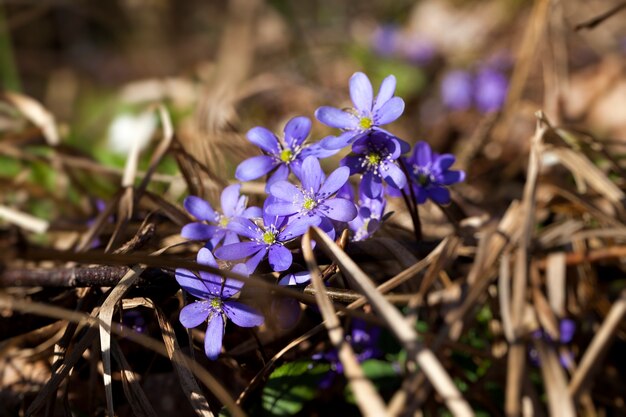 The first flowers growing in forests and parks in spring and summer