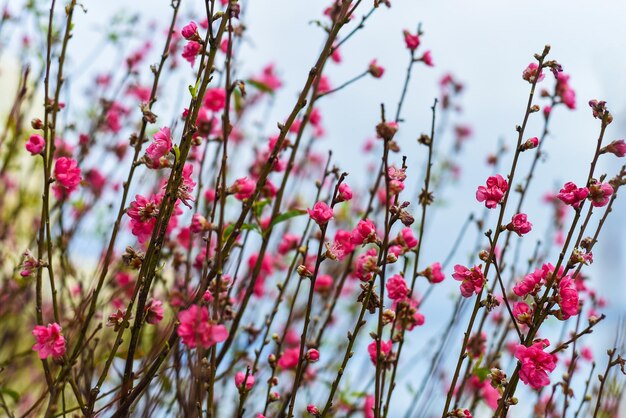 First flowers of sakura tree growing in Vietnam