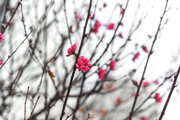 First flowers of sakura tree growing in Vietnam