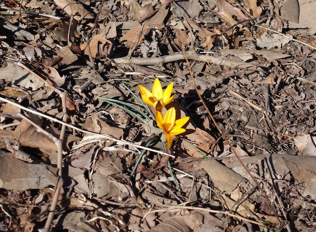 First flowers of spring in the Central Park