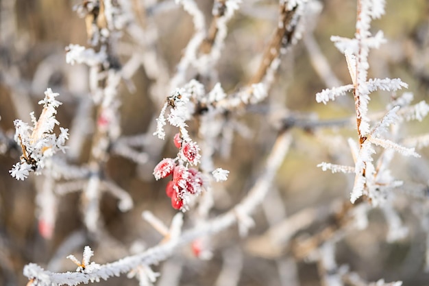 First frost winter coming concept Barberry branch covered hoarfrost close up