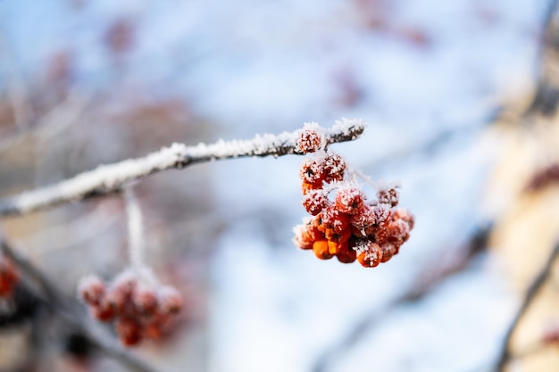 First frost winter coming concept Rowan branch covered hoarfrost close up