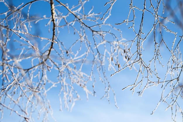 First frost winter coming concept Tree branches covered hoarfrost against blue sky