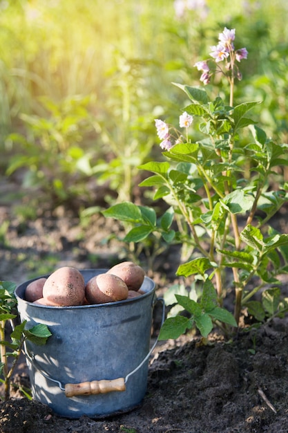 First harvest of potatoes in garden