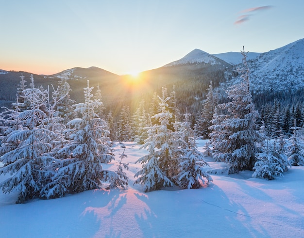 The first rays of the sun and winter mountain landscape with snowy fir trees on slope