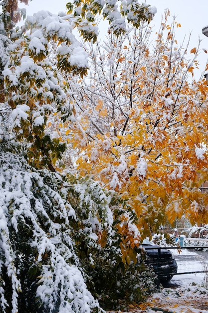 First snow on the autumn trees branches and leaves of the streets of the city