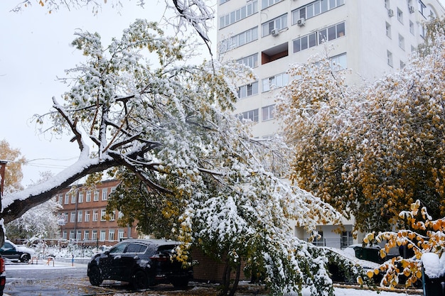 First snow on the autumn trees branches and leaves of the streets of the city