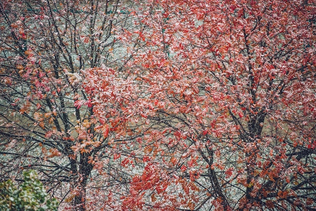 First snow in autumn