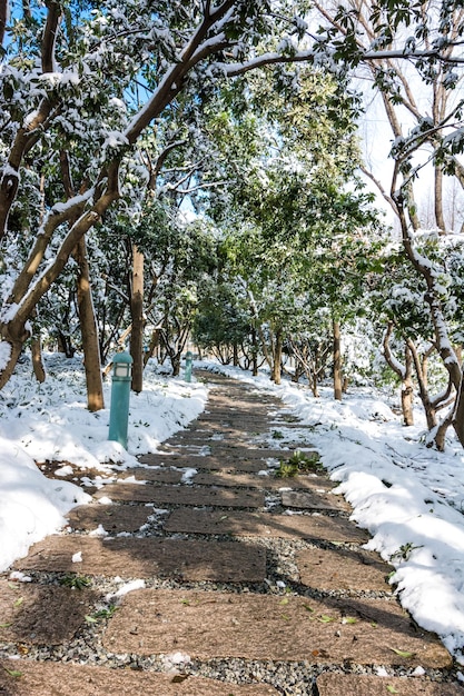 First snow in the city Snowcovered streets Autumn cityscape green leaves in the snow