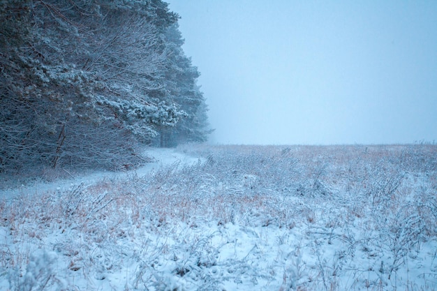 First snow in the field