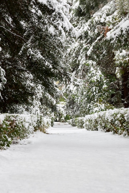 The first snow in the park Snowcovered trees a bench and a path