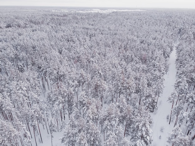 First snow in spruce tree forest Driving in forest after snowfall aerial drone view Snowy forest road Pine trees as a background Winter landscape from air Natural forest background