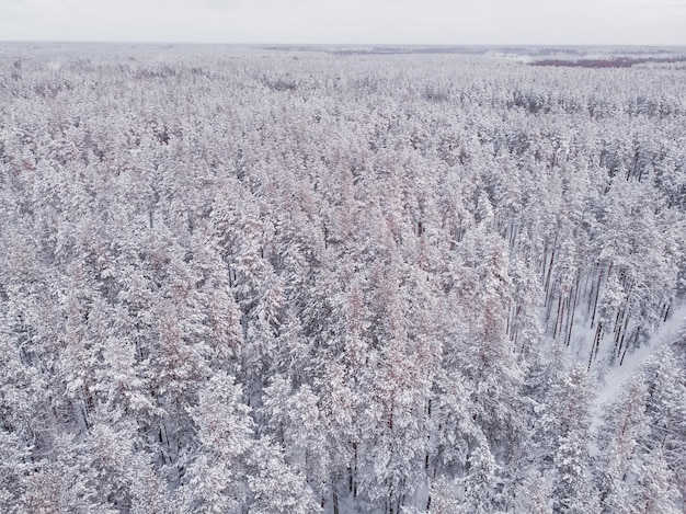 First snow in spruce tree forest Driving in forest after snowfall aerial drone view Snowy forest road Pine trees as a background Winter landscape from air Natural forest background