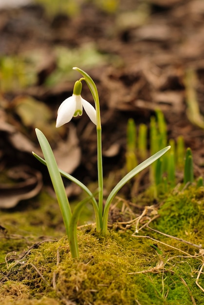 First snowdrop grows through the moss. Shallow deep of field.