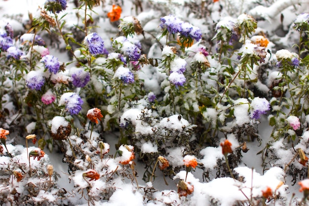 the first snowfall on autumn flowers Plants covered with snow