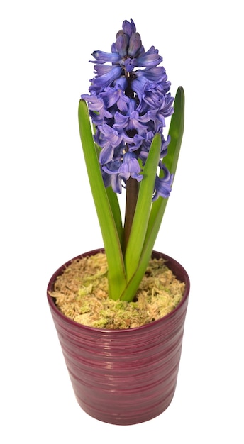 First spring blue hyacinth flower in a pot isolated on a white background Easter holidays Garden decoration landscaping Floral floristic arrangement Flat lay top view