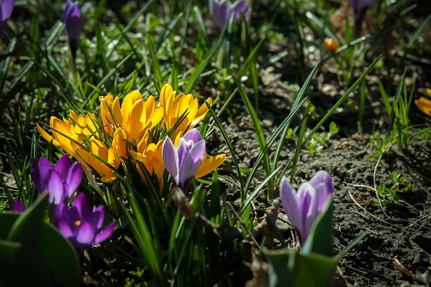 The first spring crocus flowers in a clearing in the park the awakening of nature