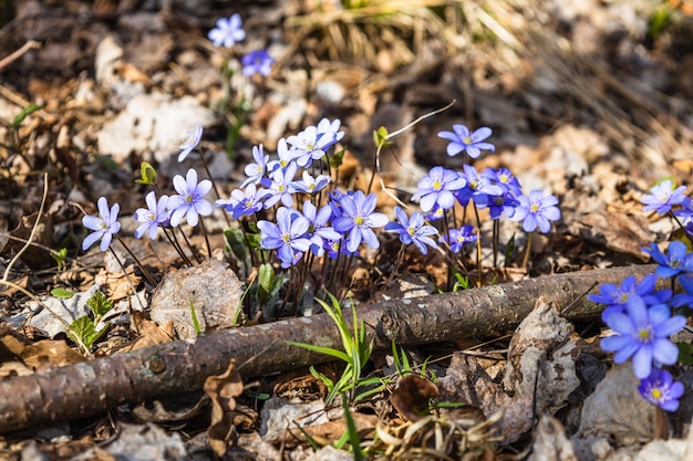 First spring flower blue wildflower or Hepatica Nobilis blooming in early spring