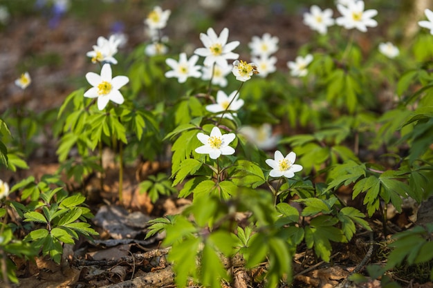 First spring flower white wildflower or Hepatica Nobilis blooming in early spring