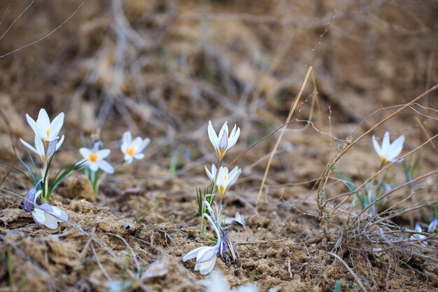 The first spring flowers are crocuses in the wild White flowers on the background of nature spring flowers spring background