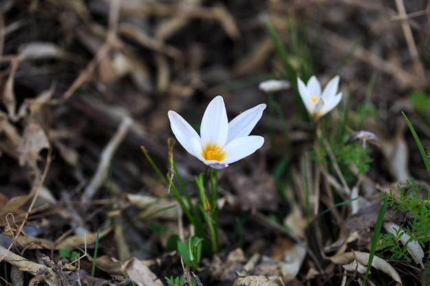 The first spring flowers are crocuses in the wild White flowers on the background of nature spring flowers spring background