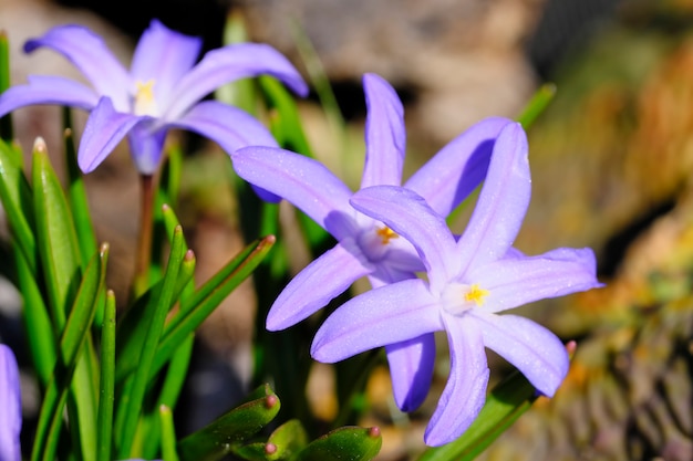  First spring flowers bloom