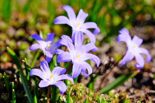  First spring flowers bloom