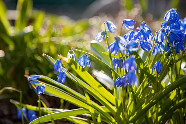 First spring flowers blue snowdrops in the sunhine closeup soft focus creative focus and blur