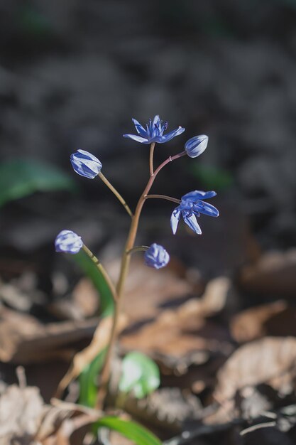 The first spring flowers the bluebell