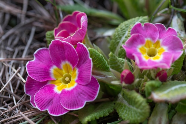 First spring flowers bunch of purple primrose or primula in garden on green background