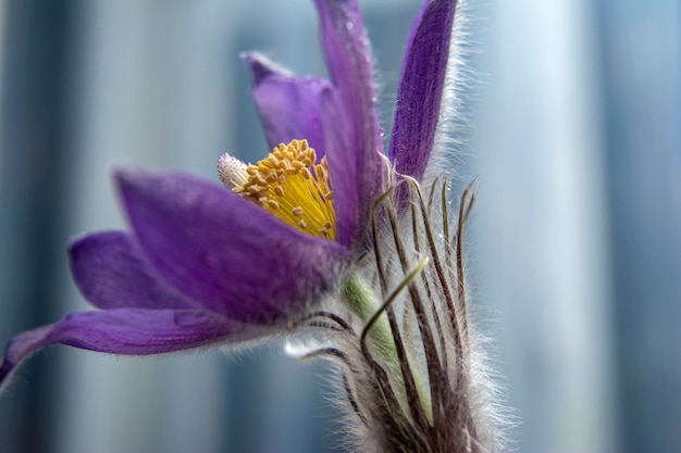 First spring flowers. Floral background. Flash in the photo. Water drops