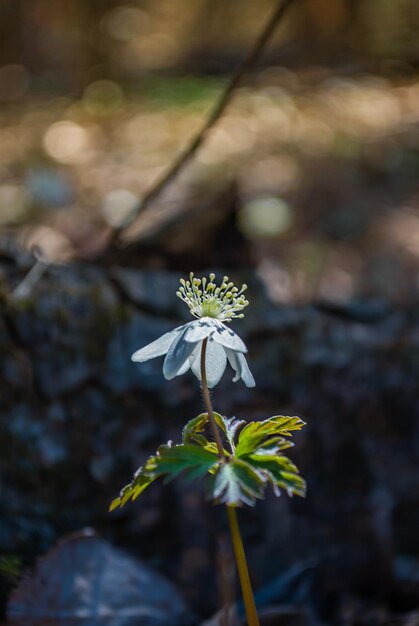 First spring flowers Lawn with snowdrops