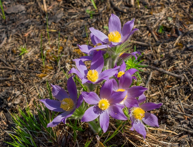 First spring flowers in the pine forest Sleepgrass or lumbago