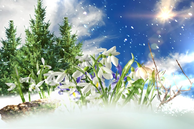 First spring flowers on snow ,blue sky,bright sun light nature landscape