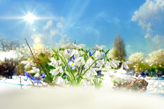 First spring flowers on snow ,blue sky,bright sun light nature landscape