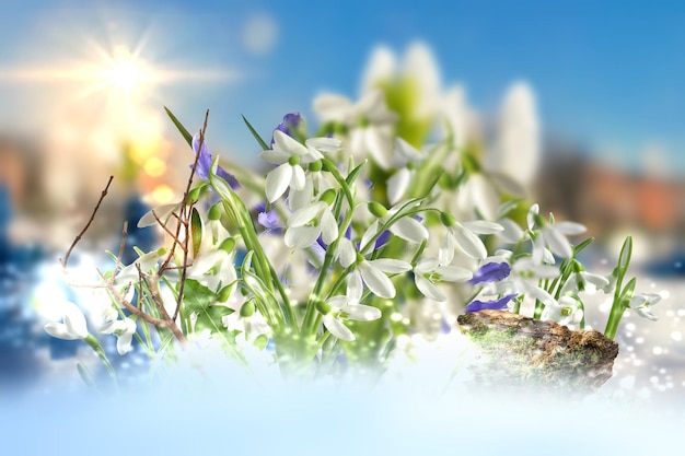 First spring flowers on snow ,blue sky,bright sun light nature landscape