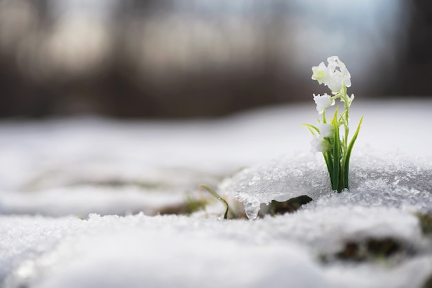 The first spring flowers. Snowdrops in the forest grow out of the snow. White lily of the valley flower under the first rays of the spring sun.