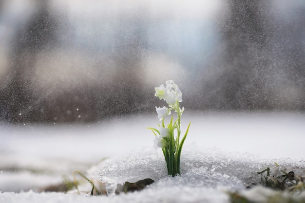 The first spring flowers. Snowdrops in the forest grow out of the snow. White lily of the valley flower under the first rays of the spring sun.