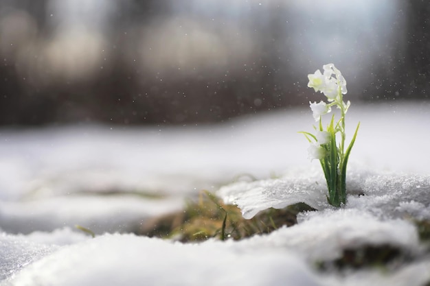 The first spring flowers Snowdrops in the forest grow out of the snow White lily of the valley flower under the first rays of the spring sun