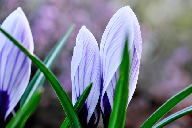 The first spring flowers snowdrops