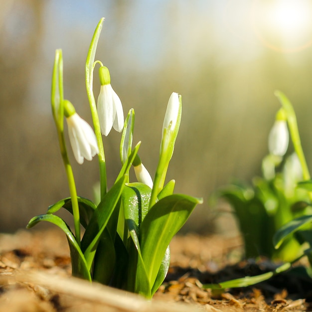 First spring flowers, winter Bell flower spotted in the forest