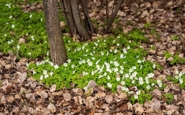 First spring flowers wood anemones among the dry foliage in the forest