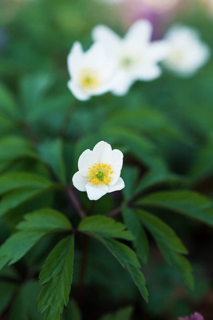 First spring flowers