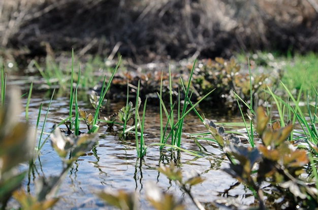 The first spring grass in water.