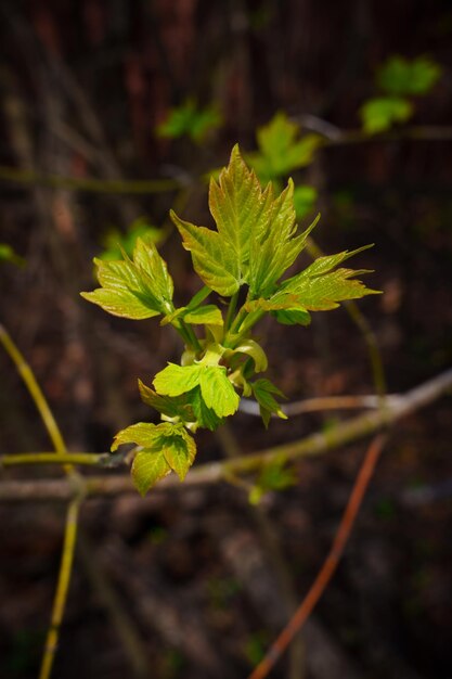 Photo the first spring shoots