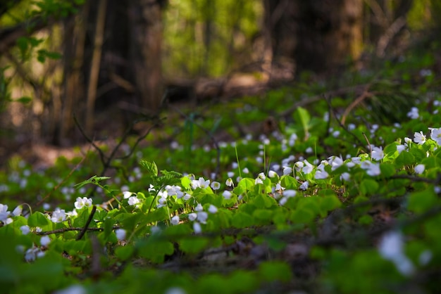 First spring white wildflowers in the forest